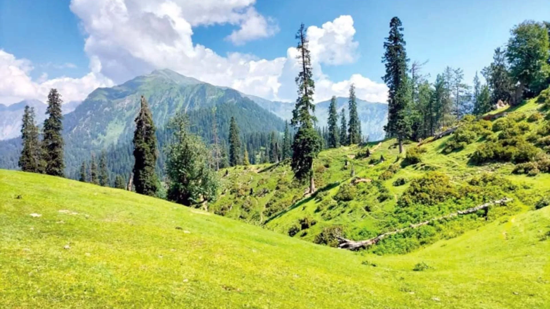 Sharan Forest Kaghan Valley