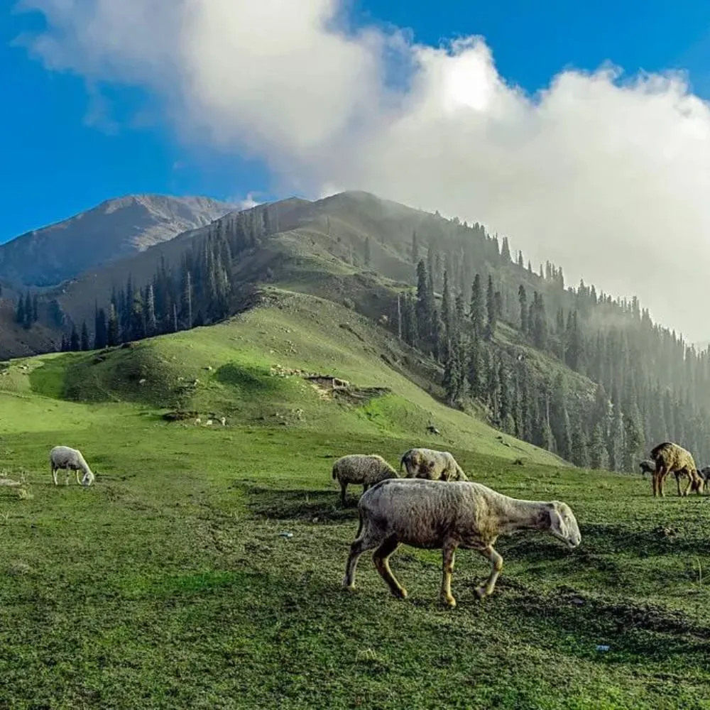 Shogran and Siri Paye Meadows